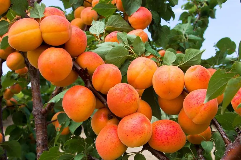 Golden Hunza apricots ripening on the tree