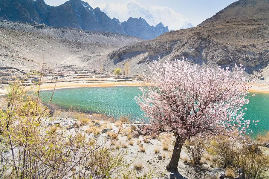 Apricot blossom tree by turquoise glacier lake in Hunza Valley